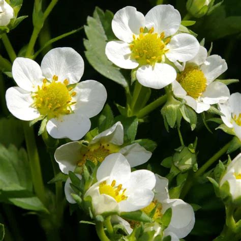 Strawberry plants - advice on planting and care, varieties (+ video tips)