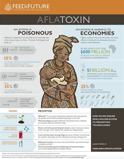 Aflatoxin Infographic - ACDI/VOCA