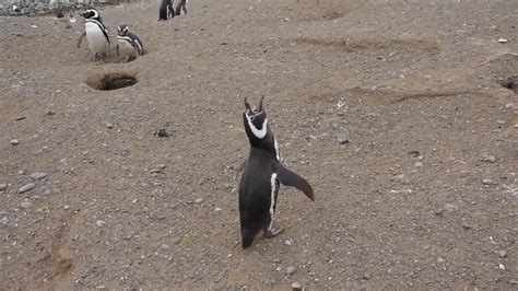 Penguin Makes Weird Shouting Noise | Jukin Licensing