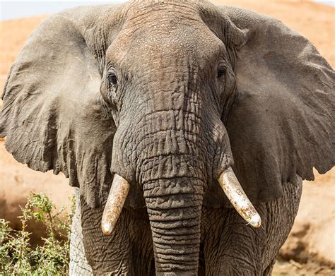 African elephant | San Diego Zoo Kids