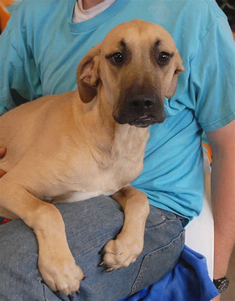 Geronimo, a Black Mouth Cur puppy debuting for adoption today.