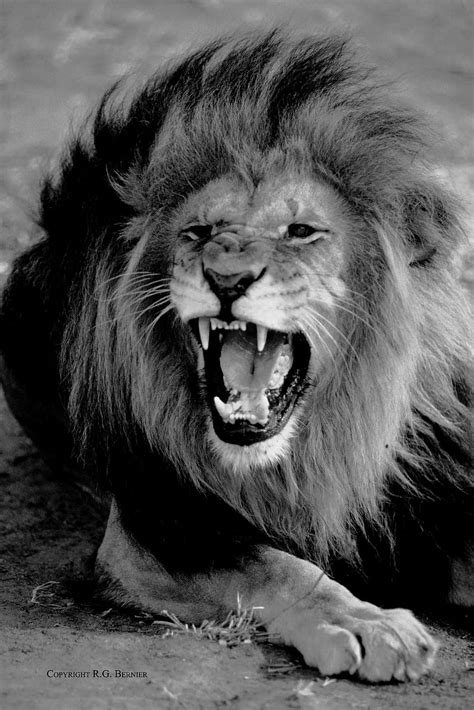 White Lion Hd Angry