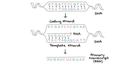 Central Dogma Transcription Worksheet - Math Worksheets Grade 3