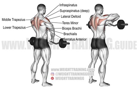 Highly Effective Upright Row Alternatives (With Pictures) Inspire US ...