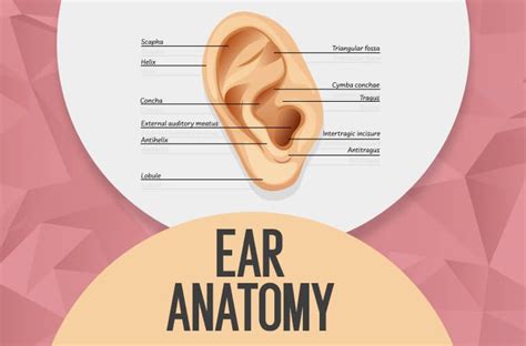 Ear Anatomy: Understanding the Outer, Middle, and Inner Parts of the Ear