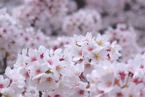 Hamarikyu Gardens Cherry Blossom Guide