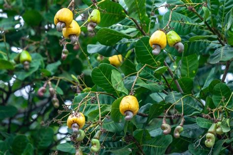 Cashew Nut Fruit Tree