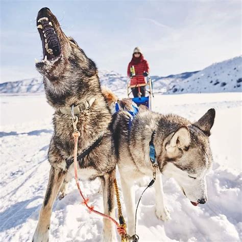 Best dog-sledding experience in Park City, Utah