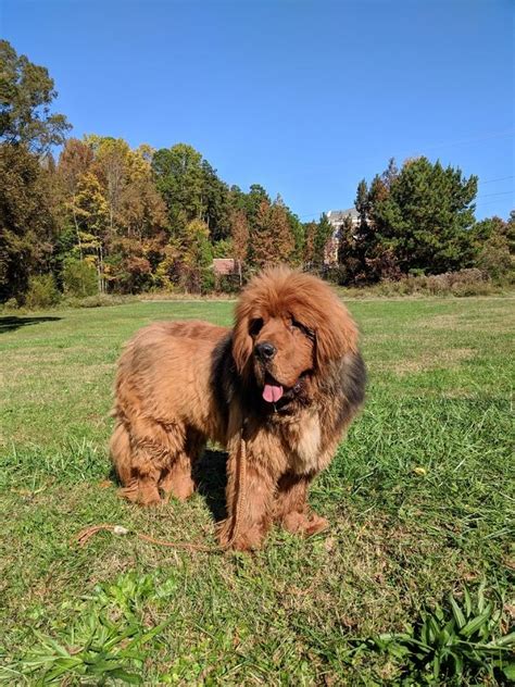 Tibetan Mastiff Puppies For Sale | Mint Hill, NC #286258