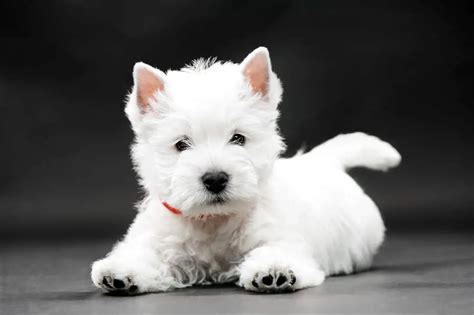 Westie Haircut Styles Guide: Everything You Need to Know