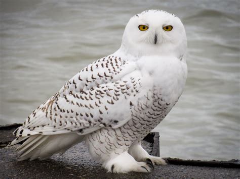 Big winter for Snowy Owls unlikely, expert says - BirdWatching | Snowy ...