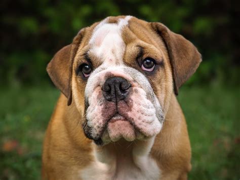 How to Clean English Bulldog Tear Stains – The Dogs Breeds