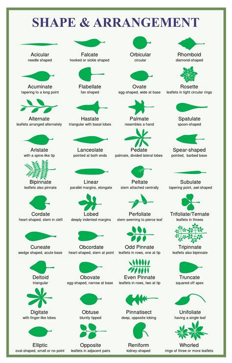 leaf shape and arrangement | Identificación de árboles, Clasificacion ...