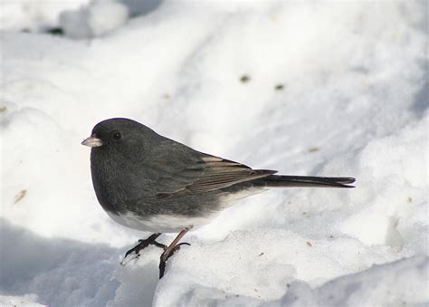 Dark Eyed Junco Free Photo Download | FreeImages