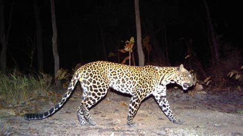 These endangered leopards could be about to disappear in Cambodia | CNN