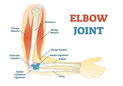 Elbow and Forearm - Motion Health Centre