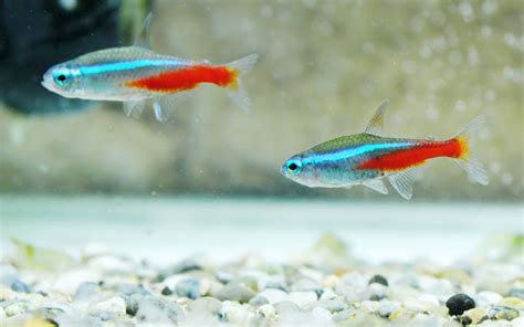 Cardinal Tetra Male Female Differences