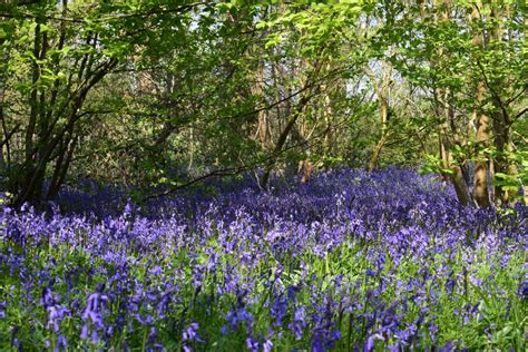 Hole Park Gardens on Twitter: "Bluebells are blooming! It's a beautiful ...