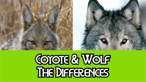 Coyote & Wolf - The Differences - YouTube