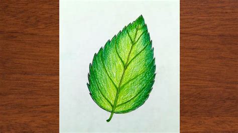 Leaf Drawing