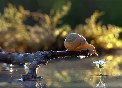 Astounding Macro Photography of Snails by Vyacheslav Mishchenko ...