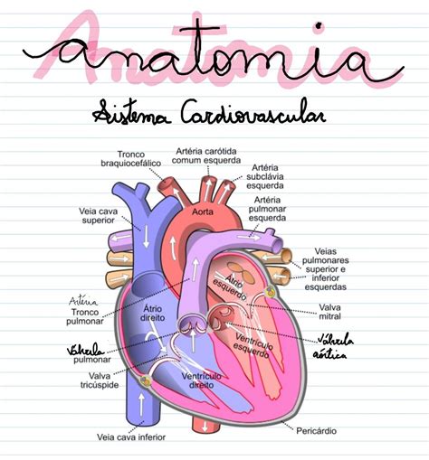 Anatomia do coração | Sistema cardiovascular, Material de enfermagem ...