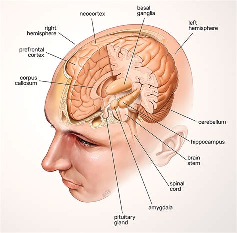 Central Nervous System: brain and spinal cord - Queensland Brain ...