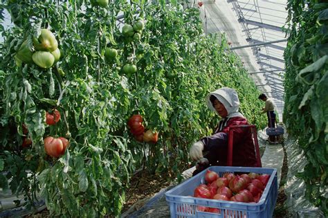 Tomato Fruit Yield and Solar Radiation Intensity - Garden & Greenhouse