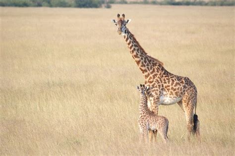 Masai Giraffe With Calf - Giraffe Facts and Information