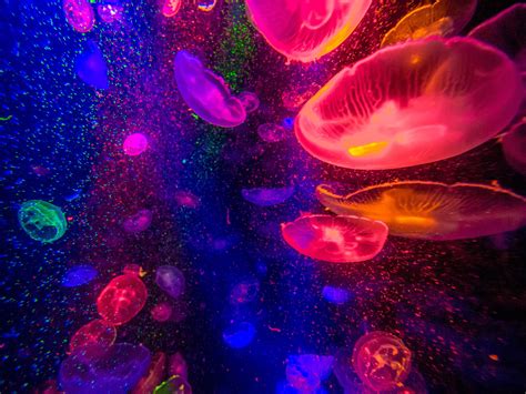 Glowing Jellyfish Wallpapers - Wallpaper Cave