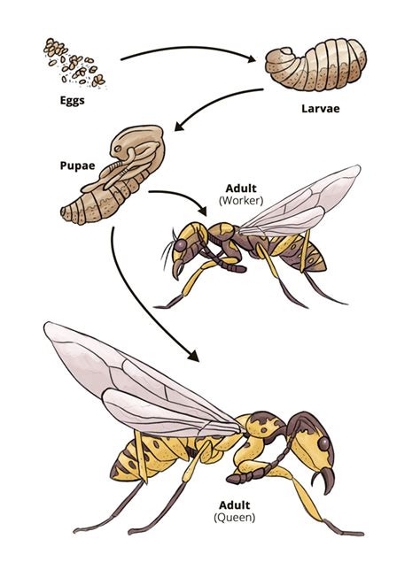 The Wasp Life Cycle – When Do Wasps Die Off? - Hullternative