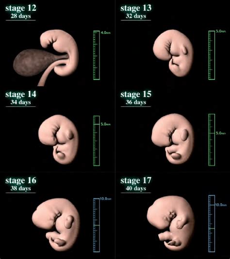 Human Embryo Development Stages