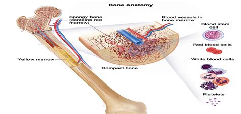 Myelofibrosis - Causes, Symptoms, Prognosis, Diagnosis, Treatment