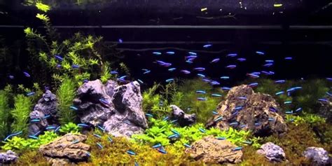 Neon And Cardinal Tetra Tank Mates - Compatible Tank Mates