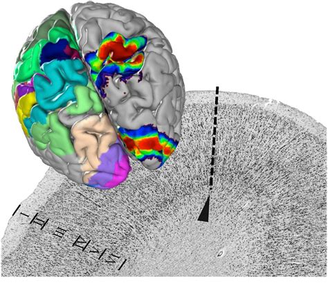 A centerpiece of the 3-D human brain atlas published