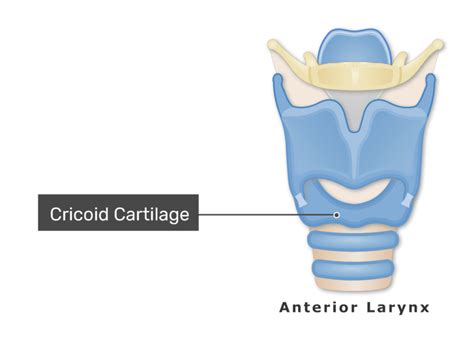 Larynx Cartilage Anatomy