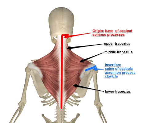 Trapezius : Trapezius Muscle | Shoulder Girdle Muscles | Muscles ...