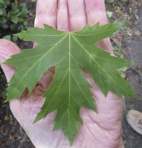 Leaf Fan-shaped - Tree Guide UK - ID by palmately lobed Leaf