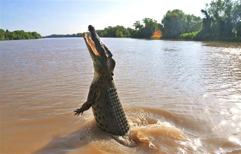 Saltwater Crocodile | Adelaide River and a dancing crocodile ...