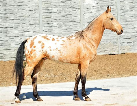 Appaloosa x Akhal-teke cross. | Akhal teke horses, Horses, Appaloosa horses