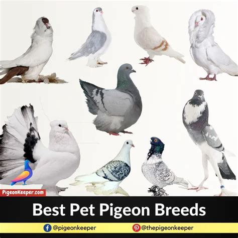 10 Pigeon Breeds That Make The Best Pets - Pigeon Keeper