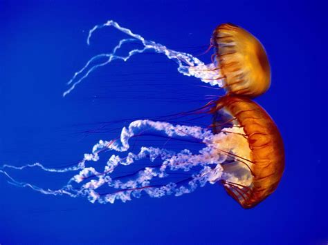 Jellyfish | The Biggest Animals Kingdom