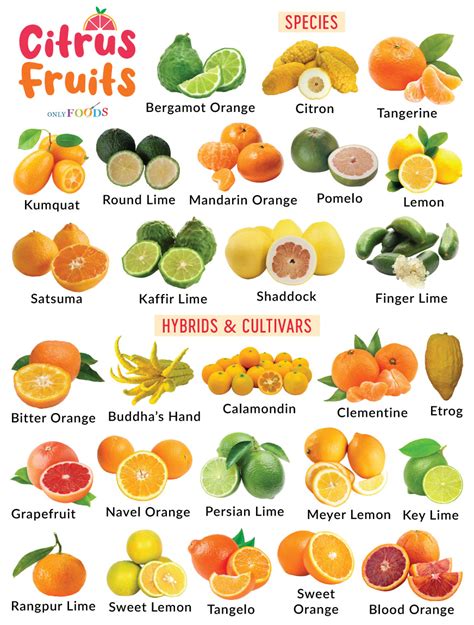 Types of Citrus Fruits - List With Pictures