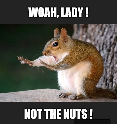 Squirrel Nuts Memes