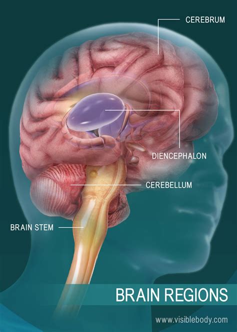 Brain Animation 3d