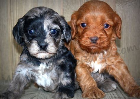 Cockapoo Puppies For Adoption In Nj / F1 Cockapoo Puppy / Big dog ...