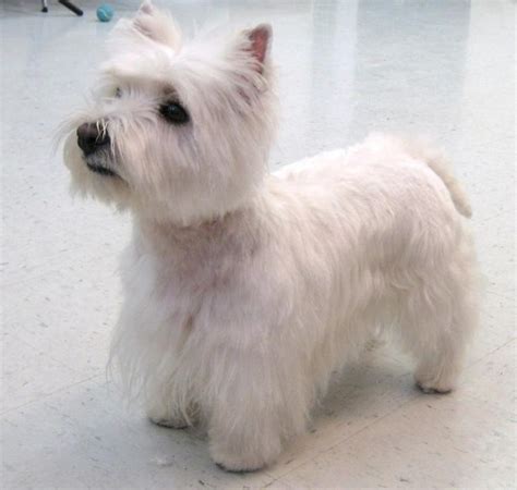 49 best westie grooming pics images on Pinterest | West highland ...