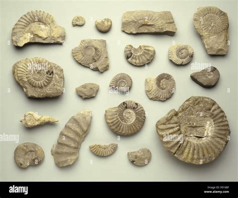 Ammonite fossils from Jurassic period Stock Photo - Alamy