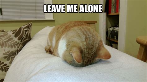 Leave Me Alone | Funny cat images, Cats, Funny cats