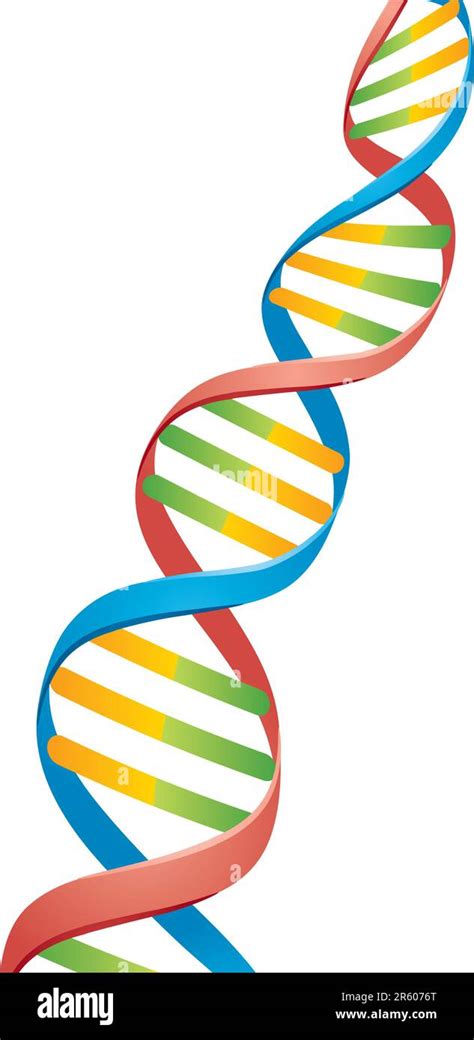 Vector illustration of a Double Helix DNA Strand Stock Vector Image ...